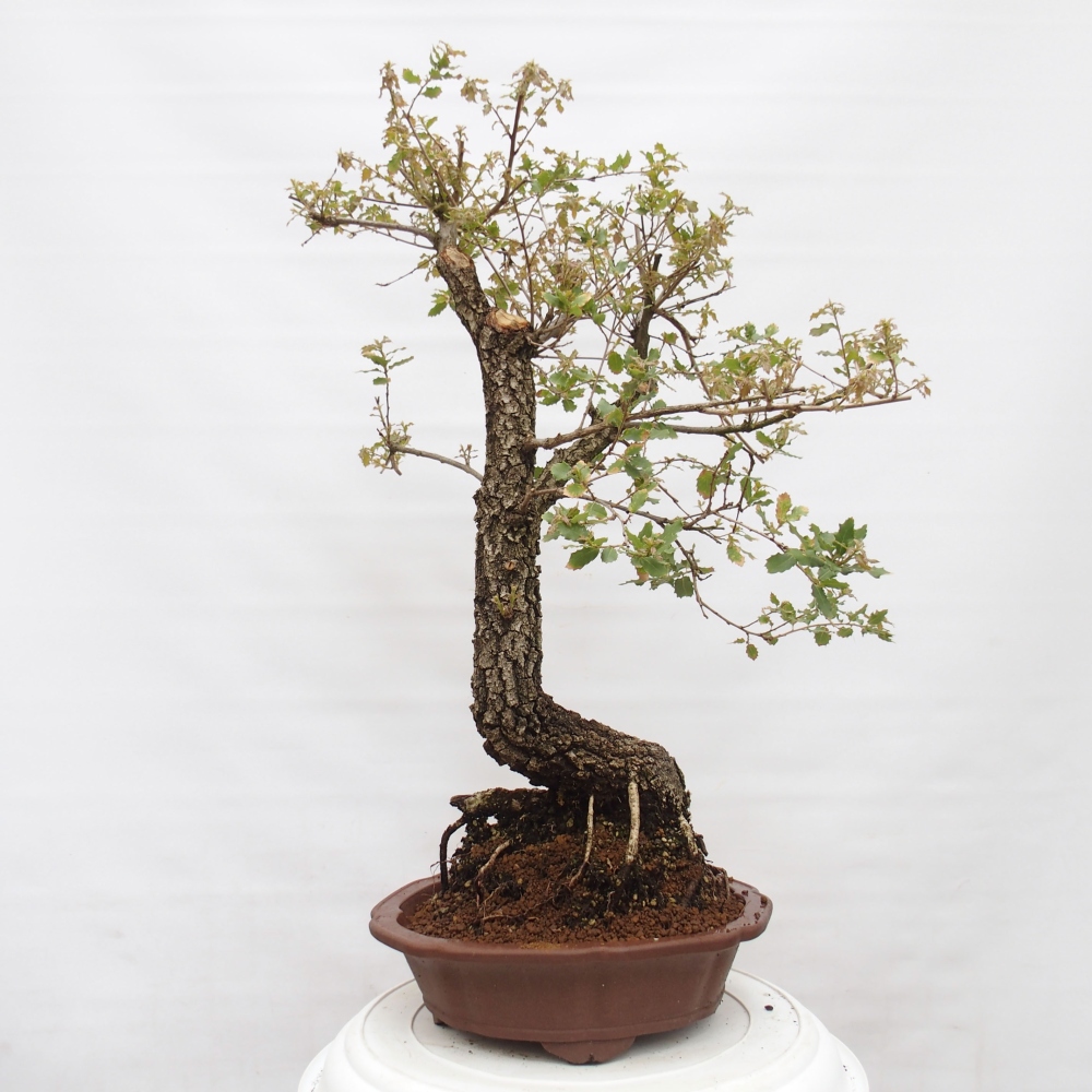 Yamadori - Quercus Ilex - Oak holly
