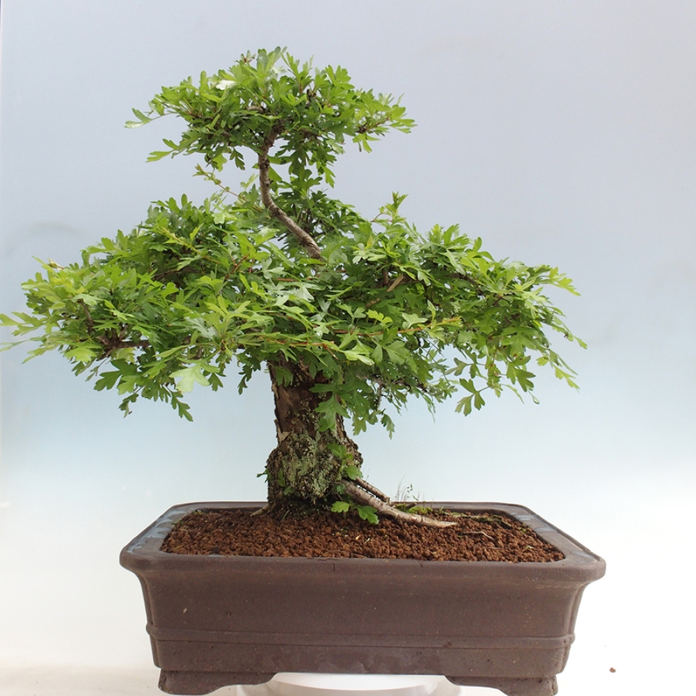 Outdoor bonsai - Hawthorn - Crataegus monogyna