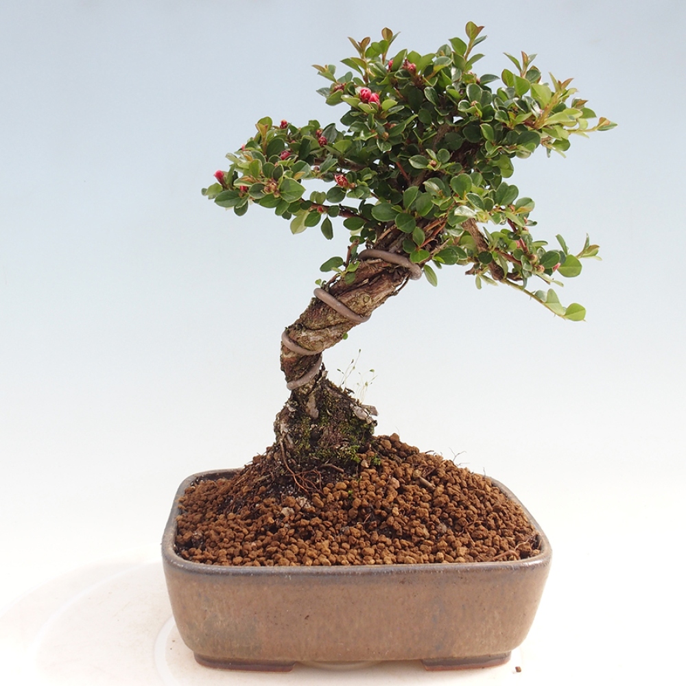 Outdoor bonsai - Cotoneaster horizontalis - Rock tree