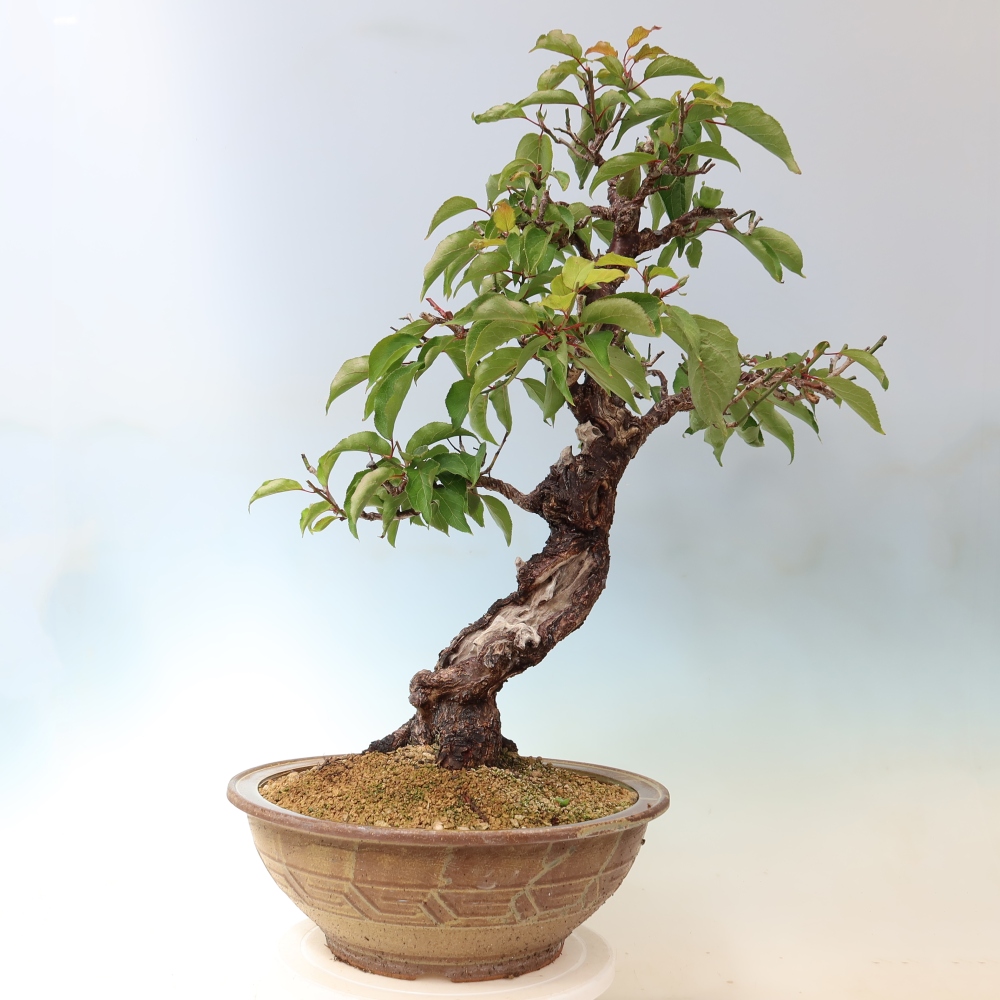 Outdoor Bonsai - Japanese Apricot - Prunus Mume