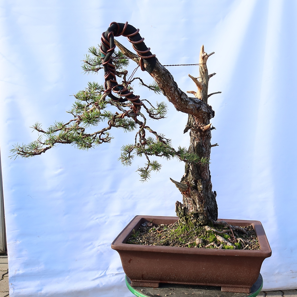 Pinus sylvestris Spain - Scots pine