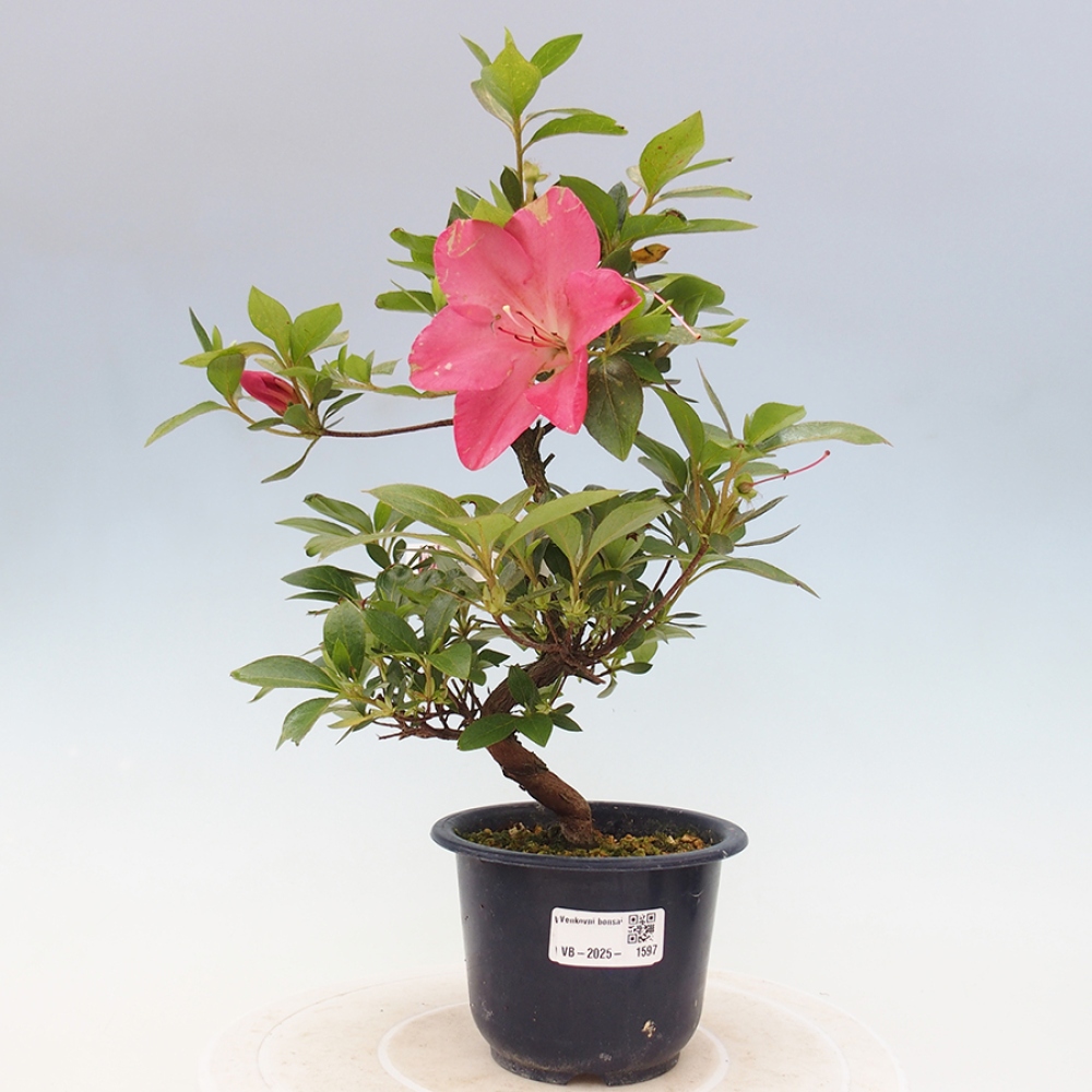 Outdoor bonsai - Japanese azalea - Azalea Saien