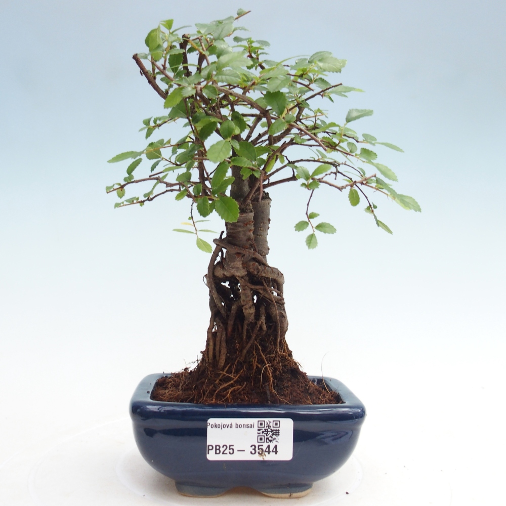 Room bonsai - Ulmus parvifolia - Small-leaved elm