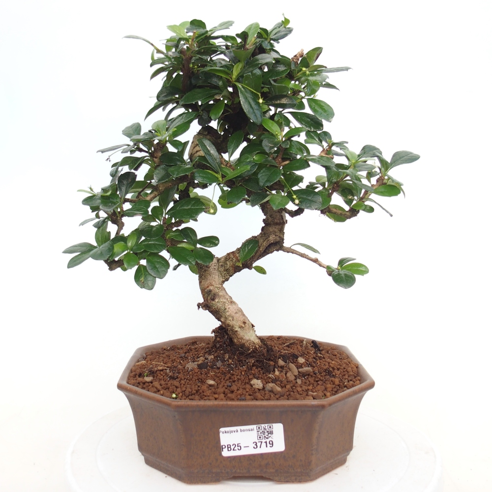 Room bonsai - Carmona macrophylla - Tea fuki