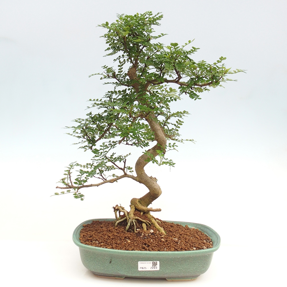 Indoor bonsai - Zantoxylum piperitum - Peppermint
