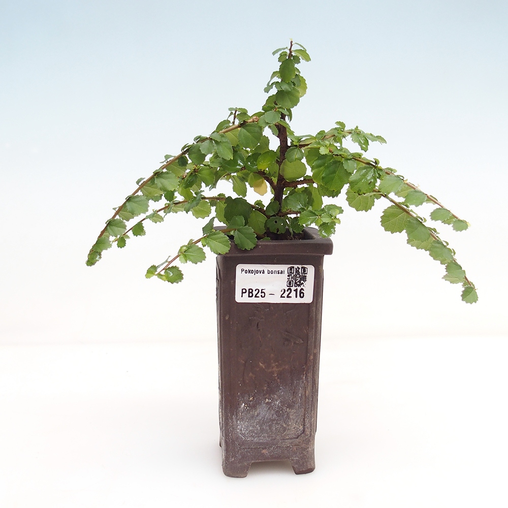 Indoor bonsai - Grewia sp. - Small-leaved Grewie