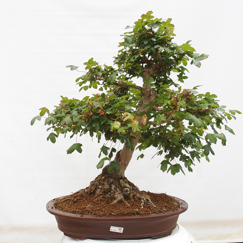 Outdoor bonsai - French Maple - Acer Nonspessulanum