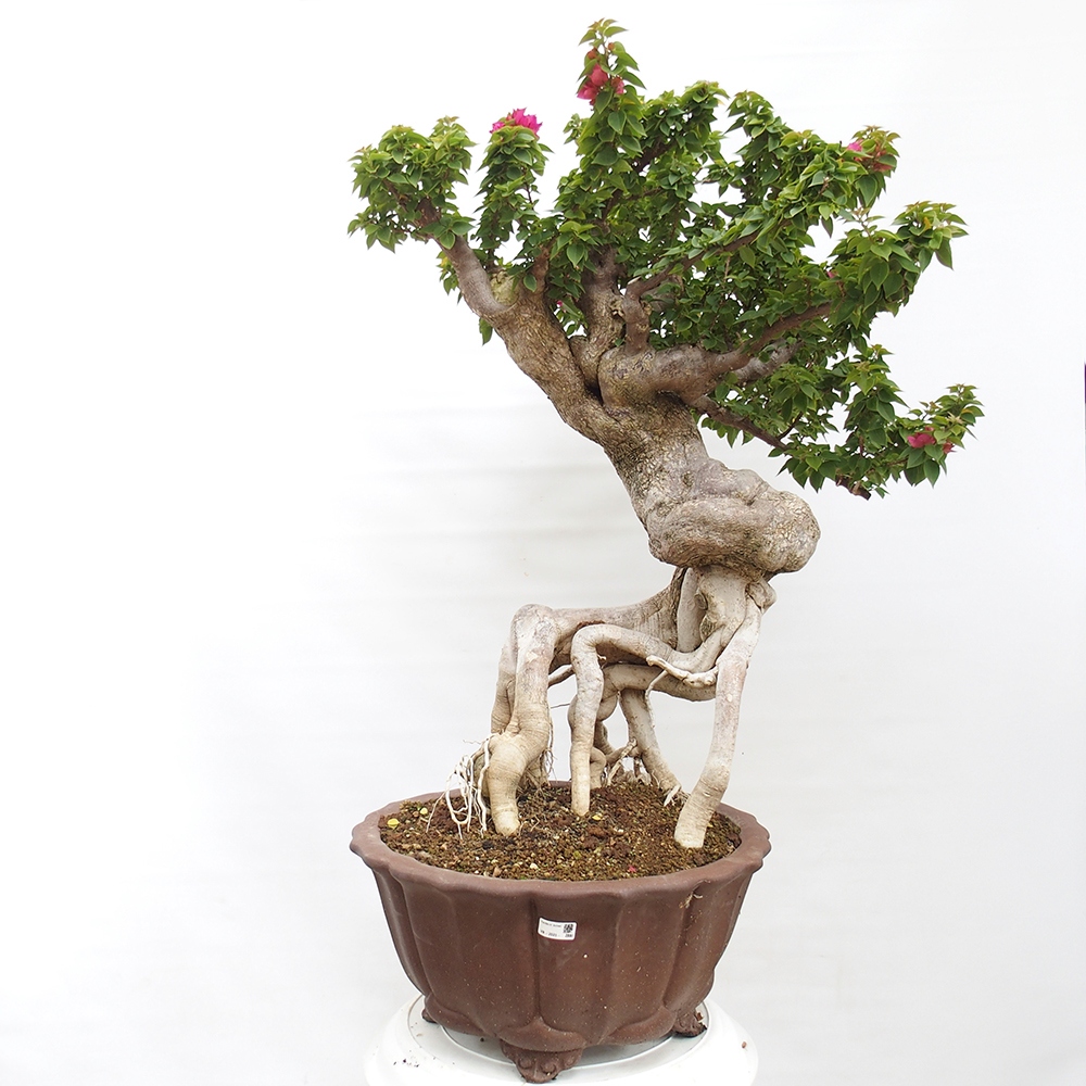 Indoor bonsai - Bouganwilea