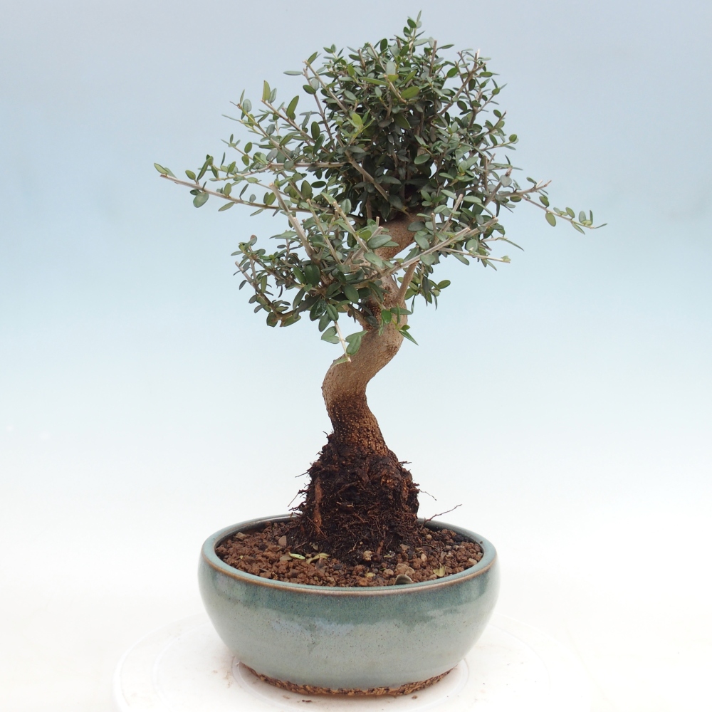 Indoor bonsai - Olea europaea sylvestris