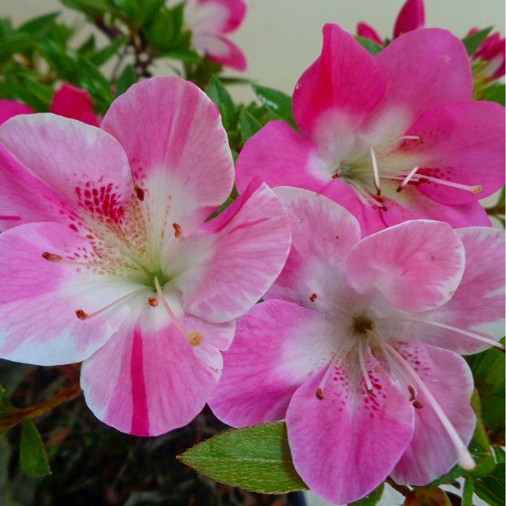 Outdoor bonsai - Japanese Azalea - Azalea Reiko