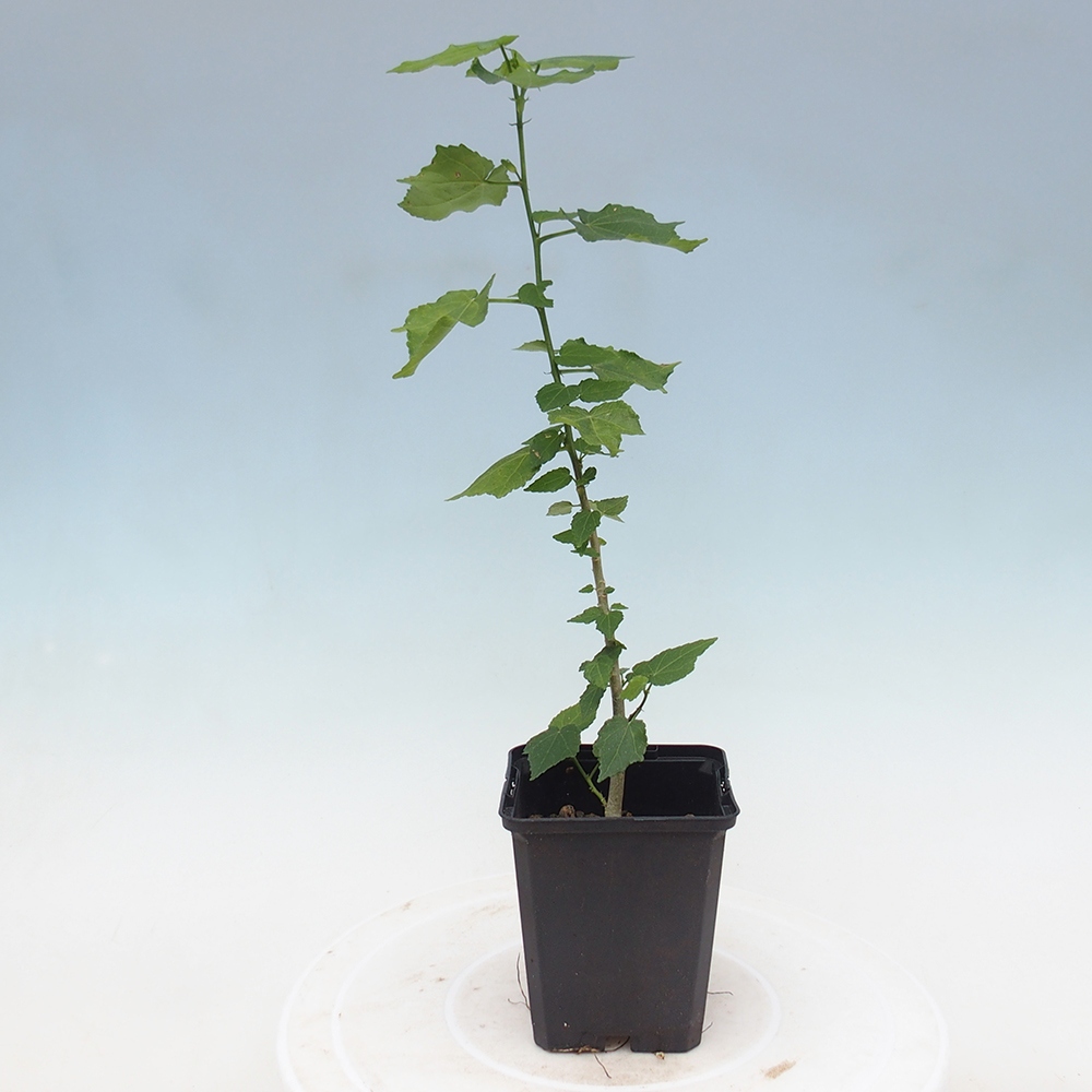 Indoor bonsai - Malvaviscus arboreus