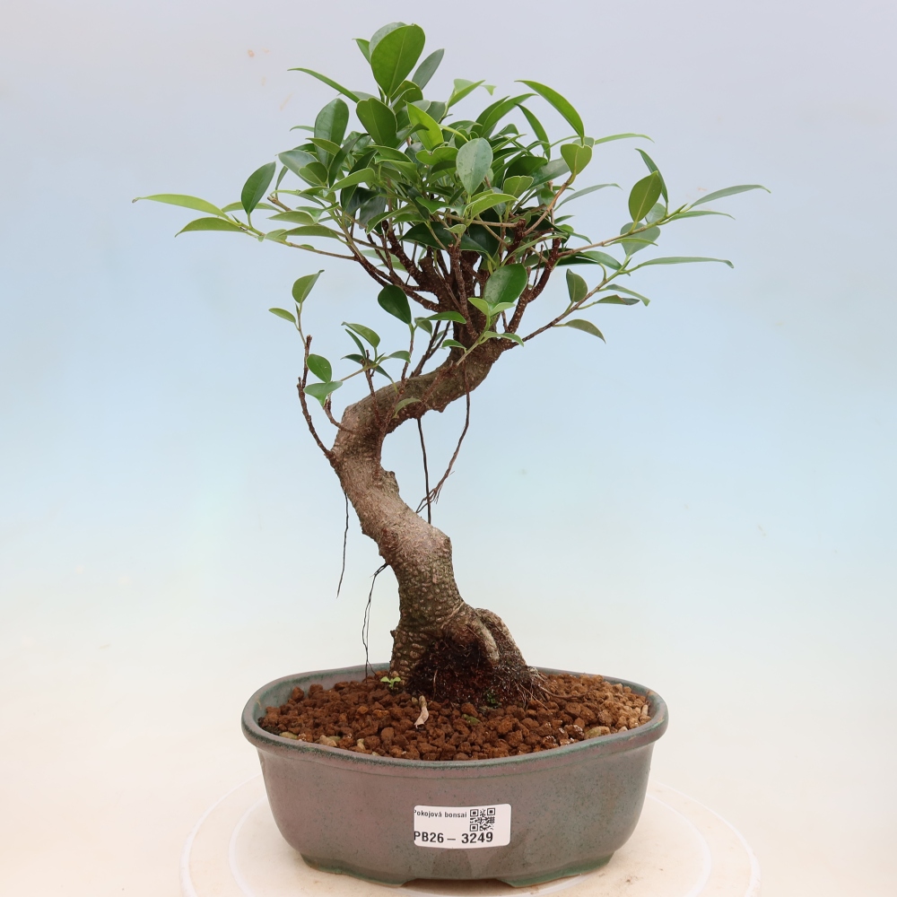 Room bonsai - Ficus kimmen - small-leaved ficus