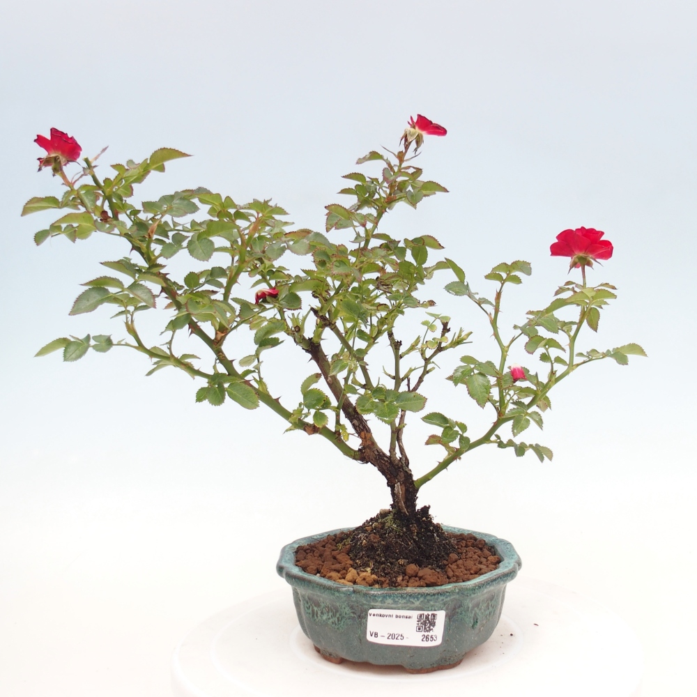 Outdoor bonsai - Rosa Kordes -  rose