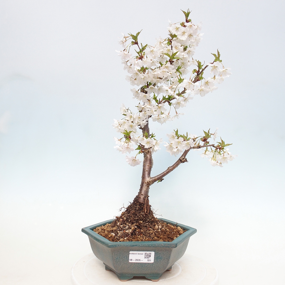 Outdoor bonsai - Prunus incisa Kojou-no mai-Plivon cut out