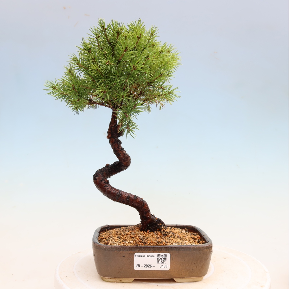 Outdoor Bonsai - Blue Spruce - Picea glauca 'Globe'