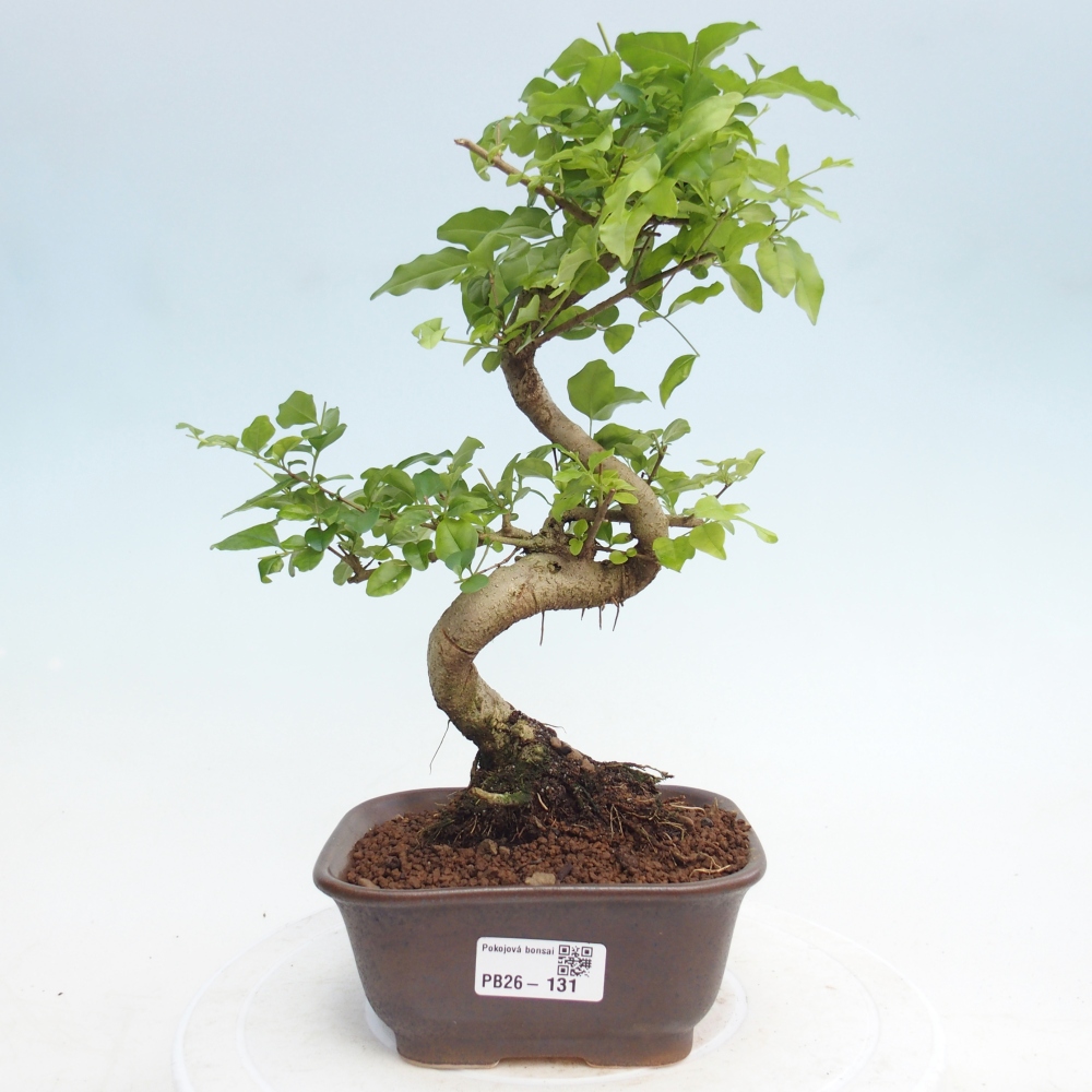 Room bonsai -Ligustrum chinensis - Birds Beak