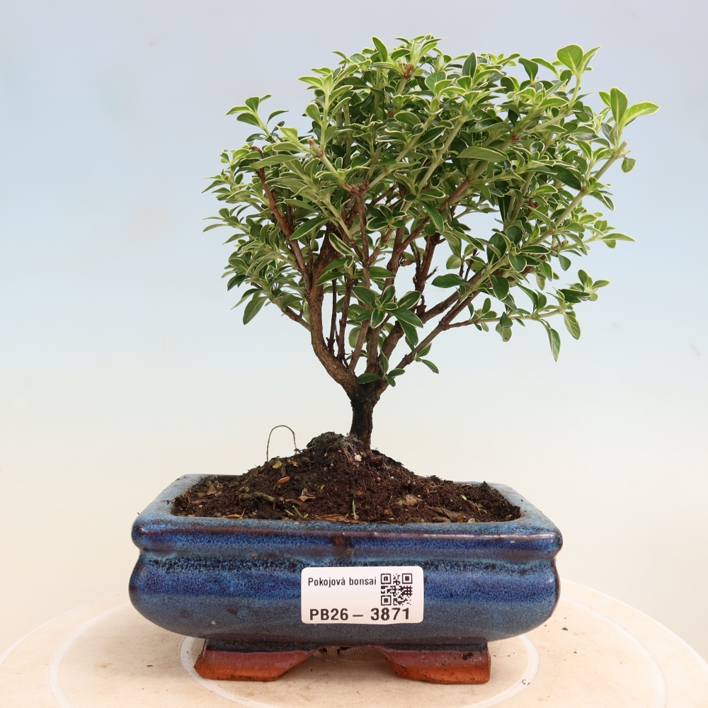 Indoor Bonsai - Serissa foetida Variegata - Tree of a Thousand Stars