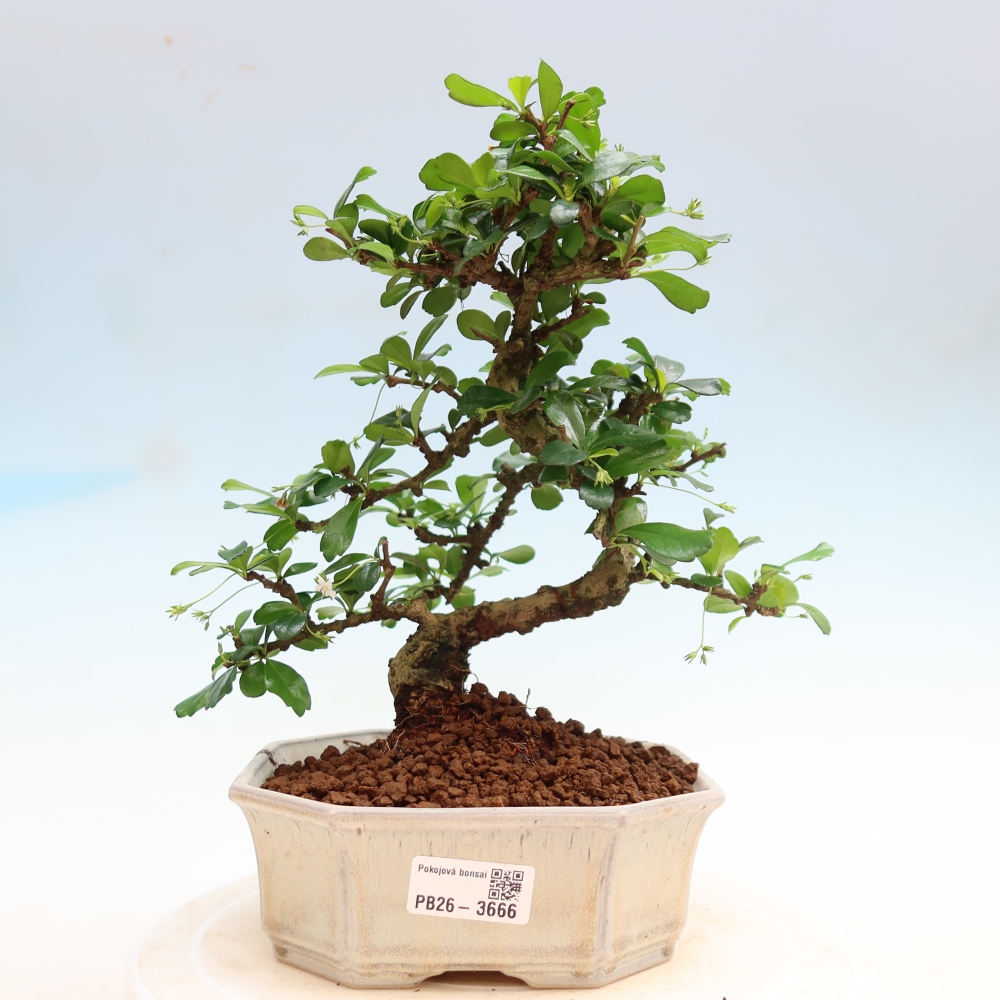 Room bonsai - Carmona macrophylla - Tea fuki