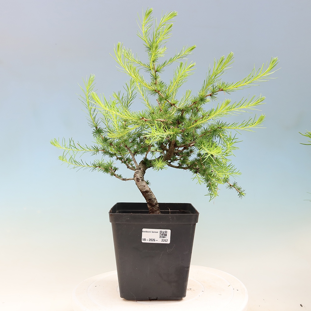 Outdoor bonsai -Larix decidua - Larch