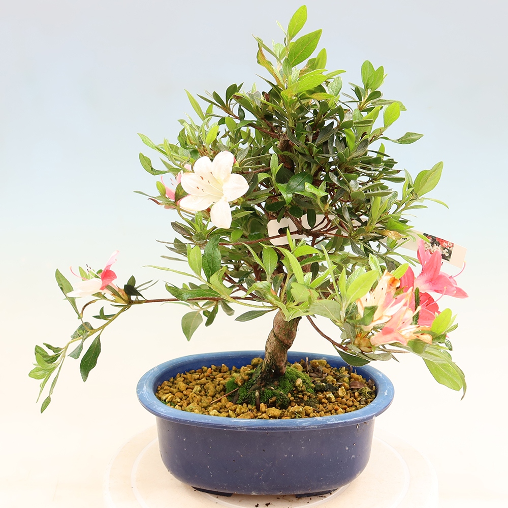 Outdoor bonsai - Japanese Azalea - Azalea Senhime