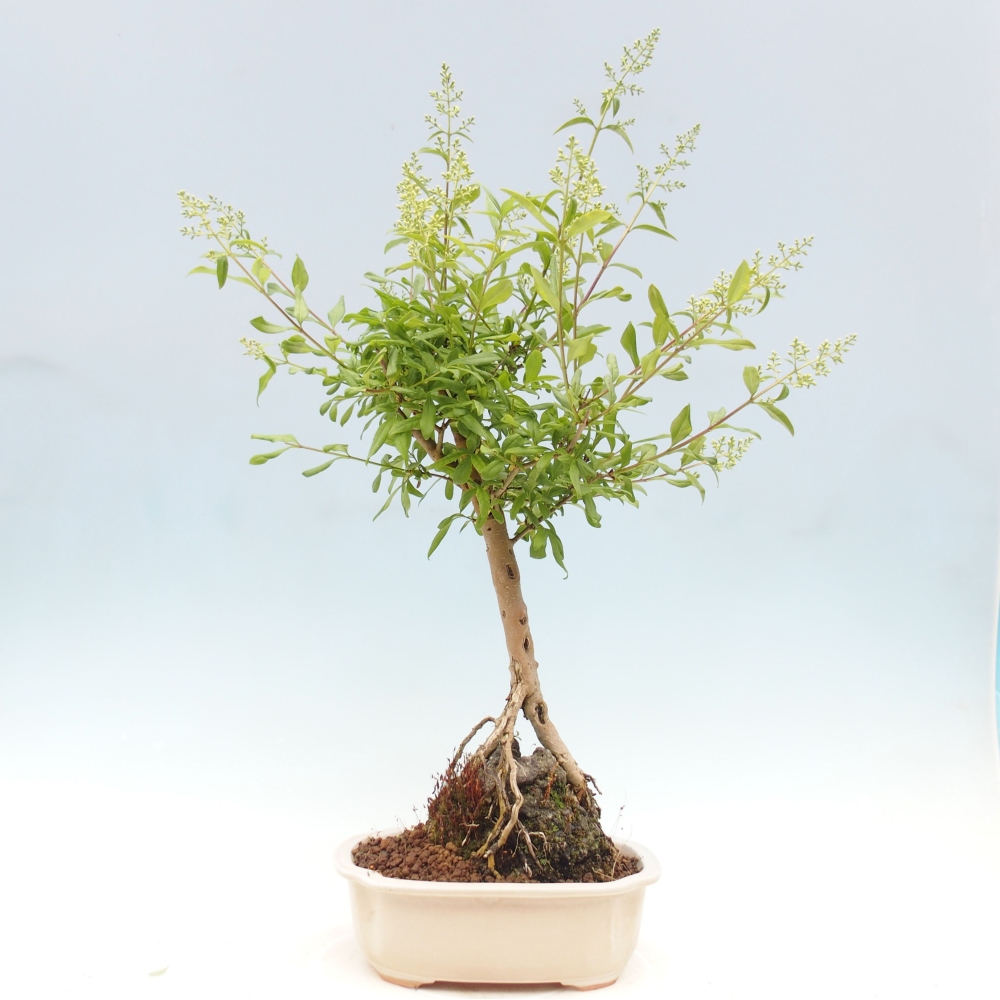 Outdoor bonsai - Ligustrum  - Bird's eye view