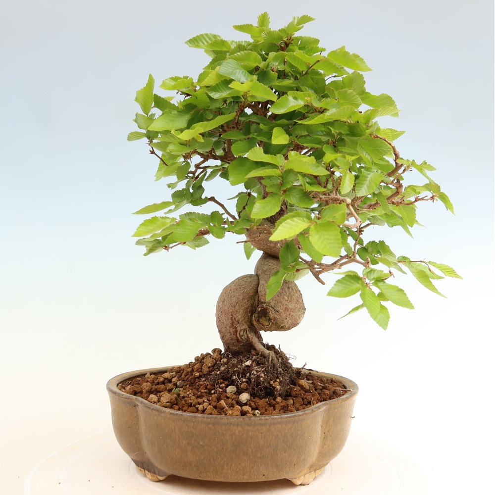 Outdoor bonsai -Carpinus coreana - Korean Hornbeam