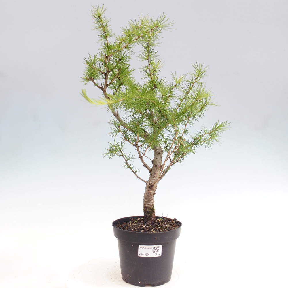 Outdoor bonsai -Larix decidua - Larch
