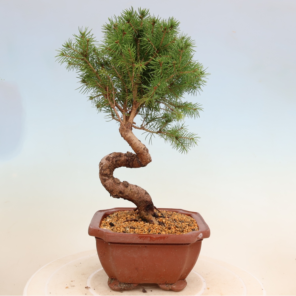 Outdoor bonsai - Spruce - Picea glauca globe