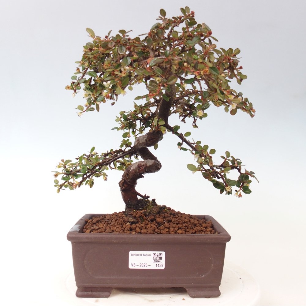 Outdoor bonsai-Cotoneaster dammeri - Damer's Rock