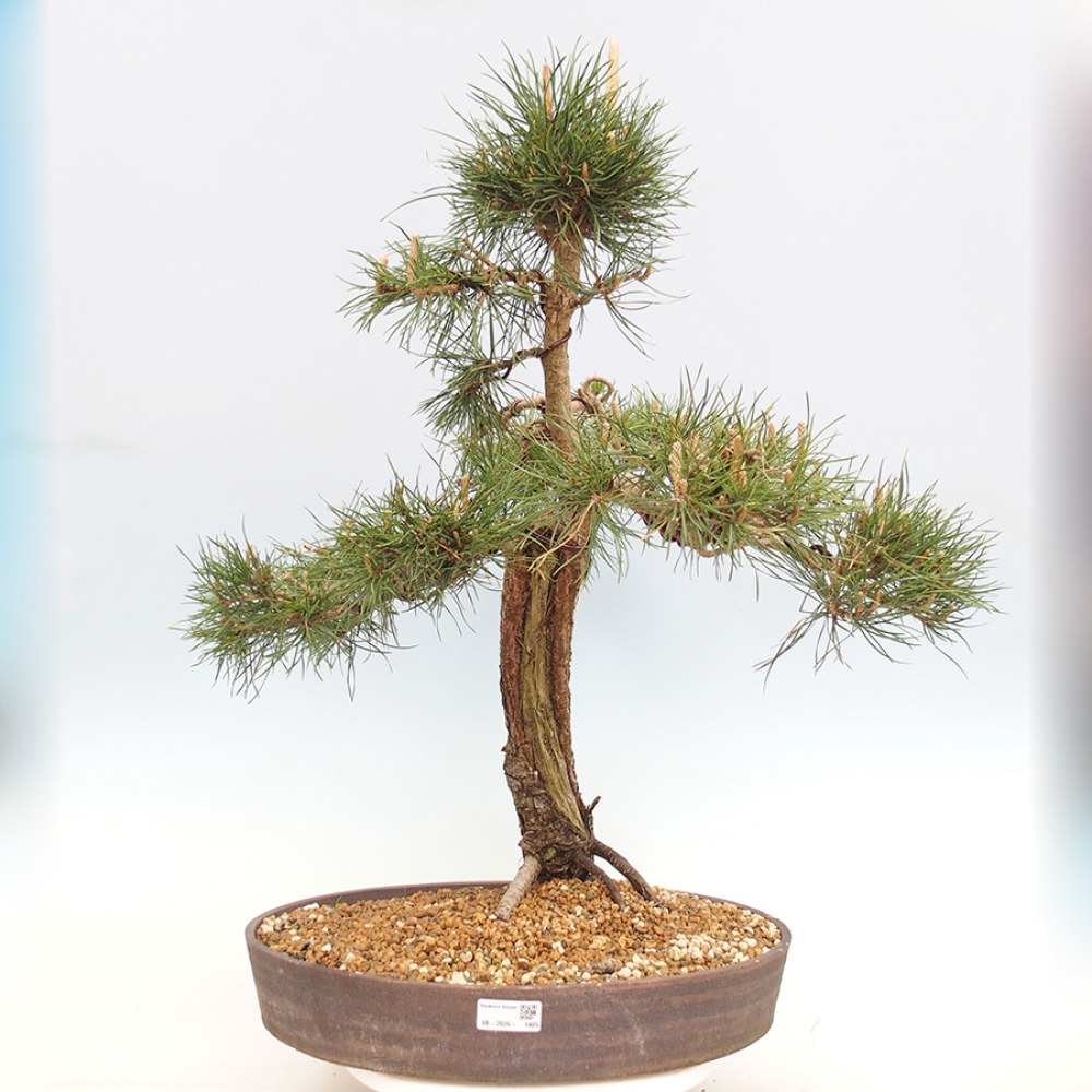Outdoor bonsai - Pinus thunbergii - Thunberg pine