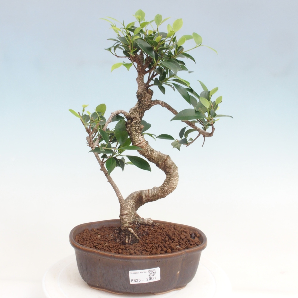 Indoor bonsai - Ficus retusa - small ficus