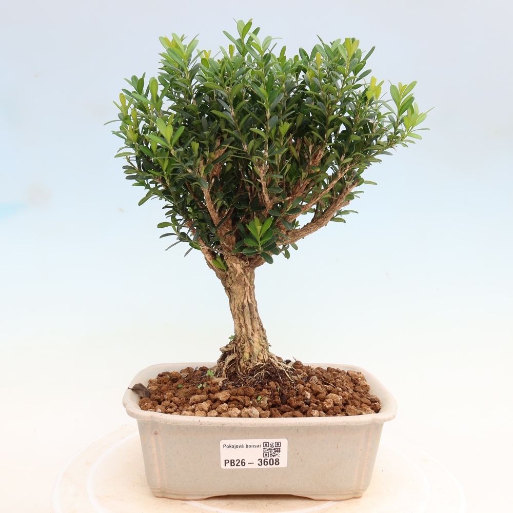 Room bonsai - Buxus harlandii - cork buxus
