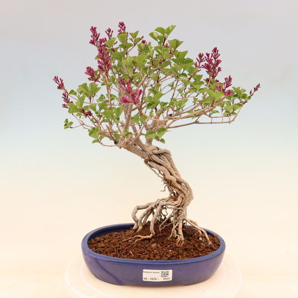 Outdoor bonsai - Syringa microphylla - small-flowered lilac