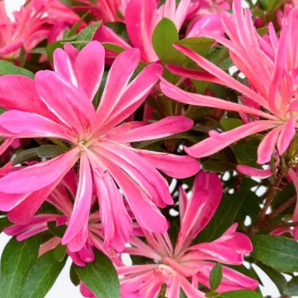 Outdoor bonsai - Japanese Azalea - Azalea HANABIN