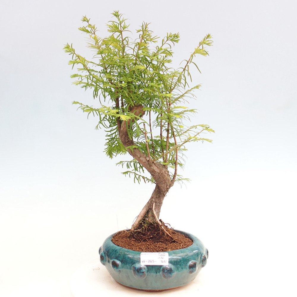 Outdoor bonsai - Metasequoia glyptostroboides - Chinese Metasequoia