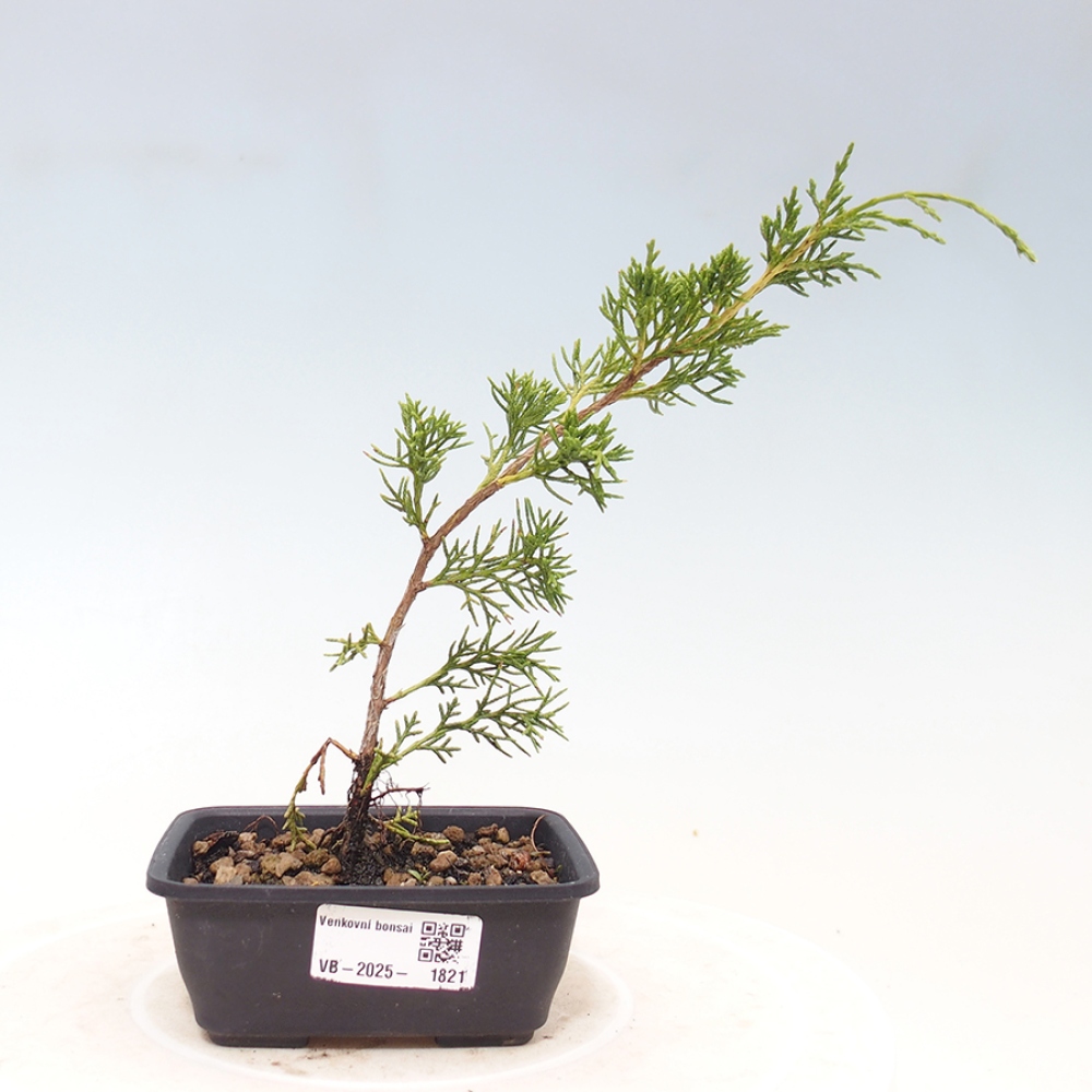 Outdoor bonsai - Juniperus chinensis Itoigawa - Chinese juniper