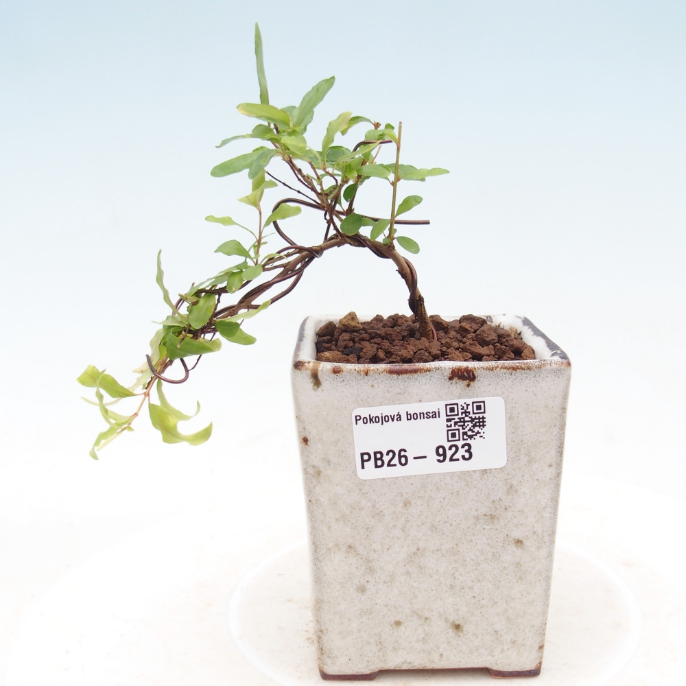 Room bonsai-PUNICA granatum nana-Granate apple