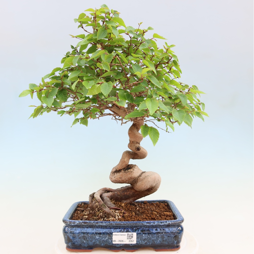 Outdoor bonsai -Carpinus coreana - Korean Hornbeam