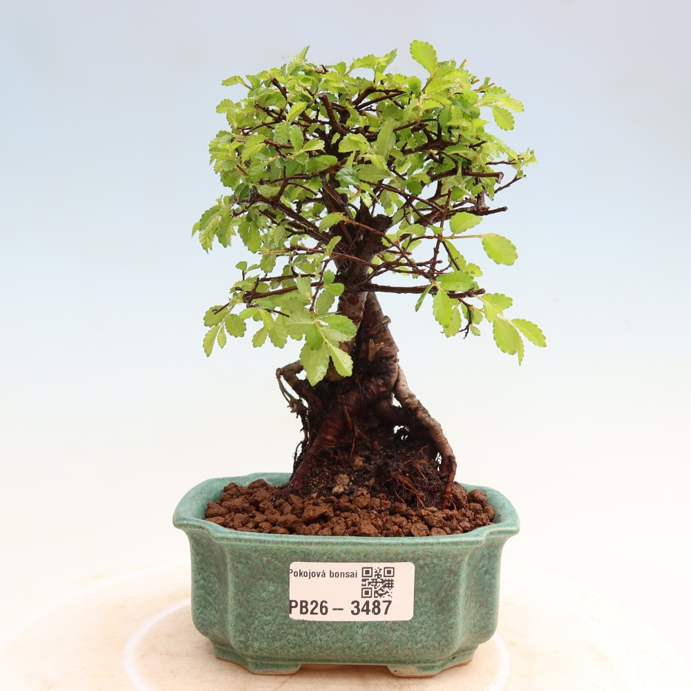 Room bonsai - Ulmus parvifolia - Small-leaved elm