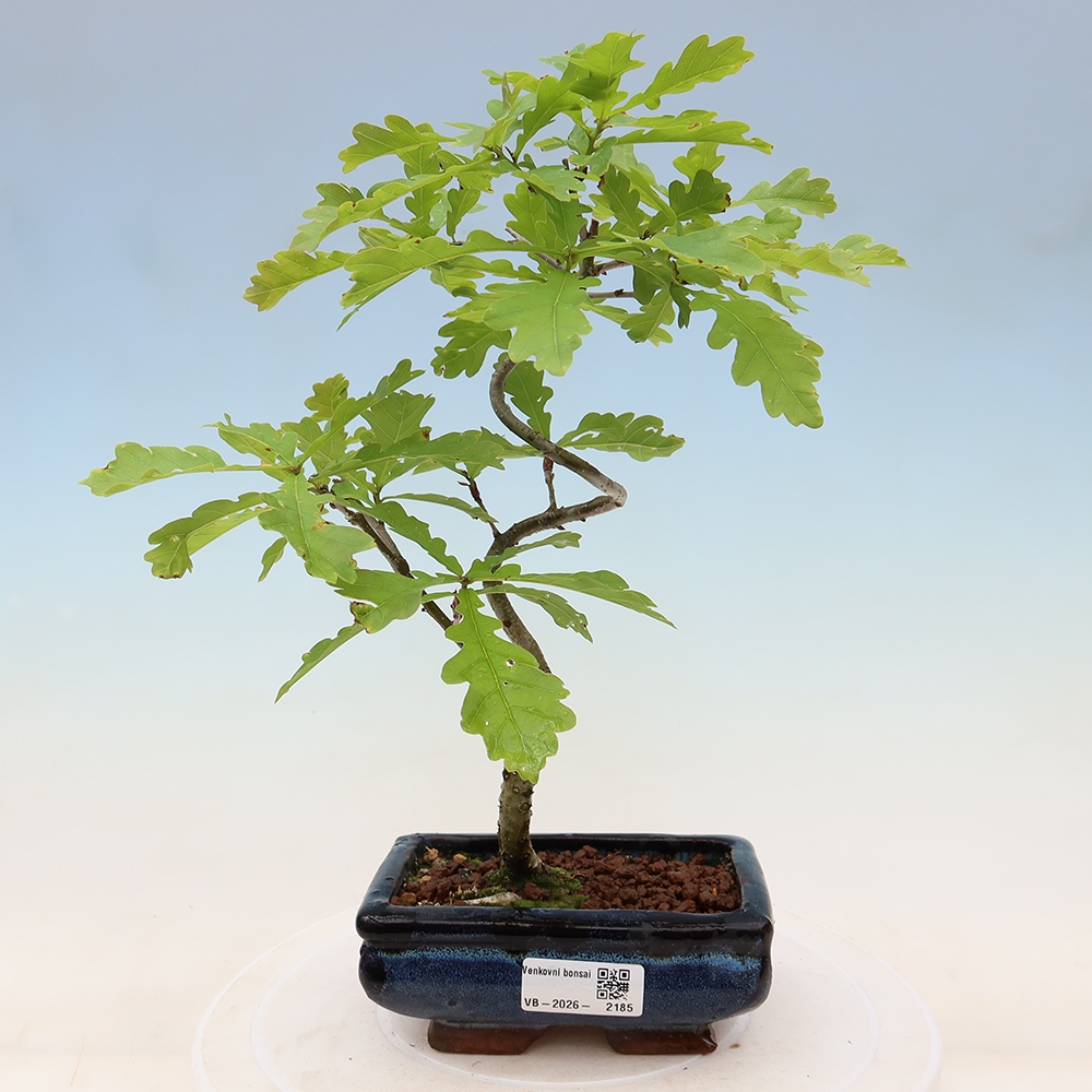 Outdoor Bonsai - Quercus robur - English Oak