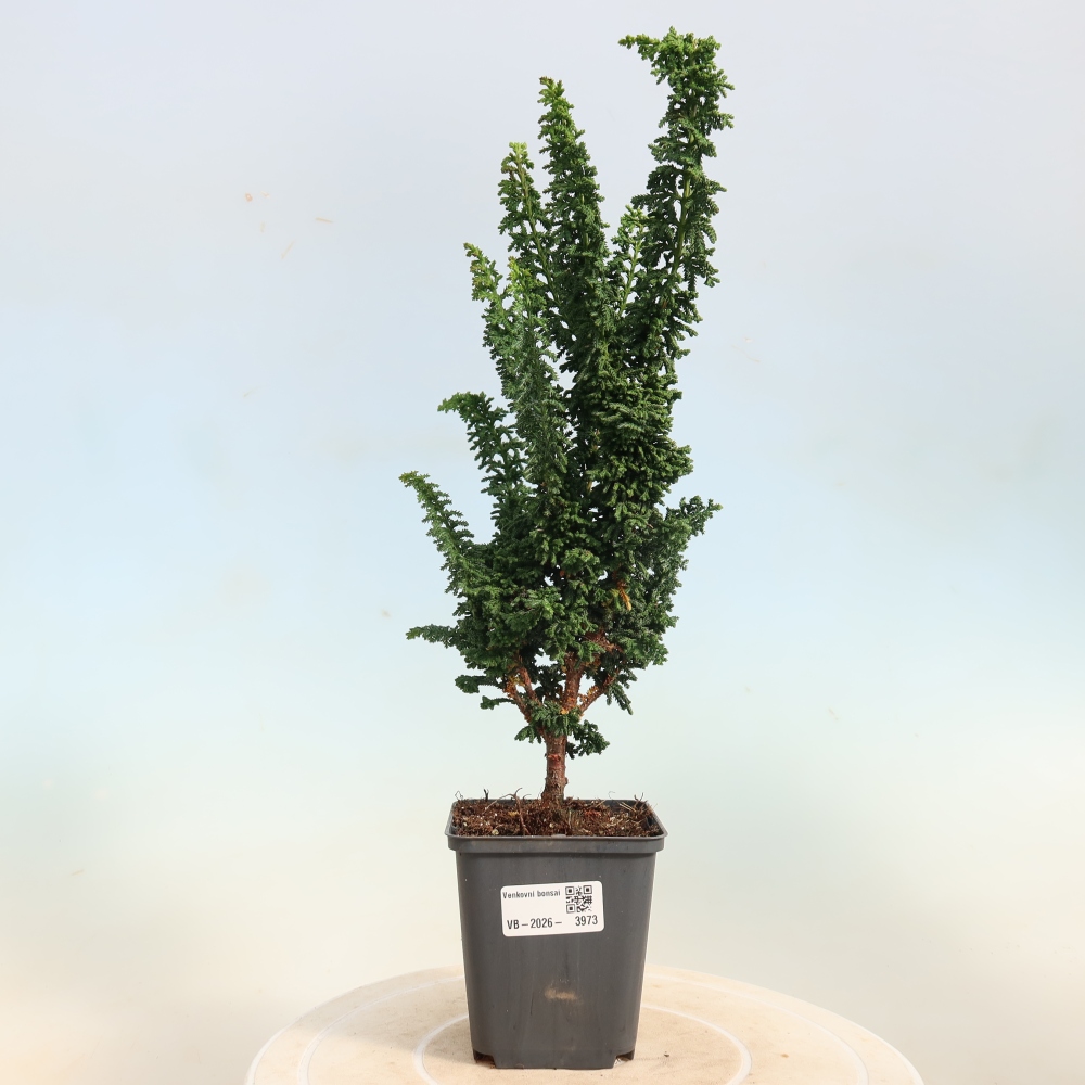 Outdoor bonsai - Cham. obtusa SEKKA HINOKI - Cypress