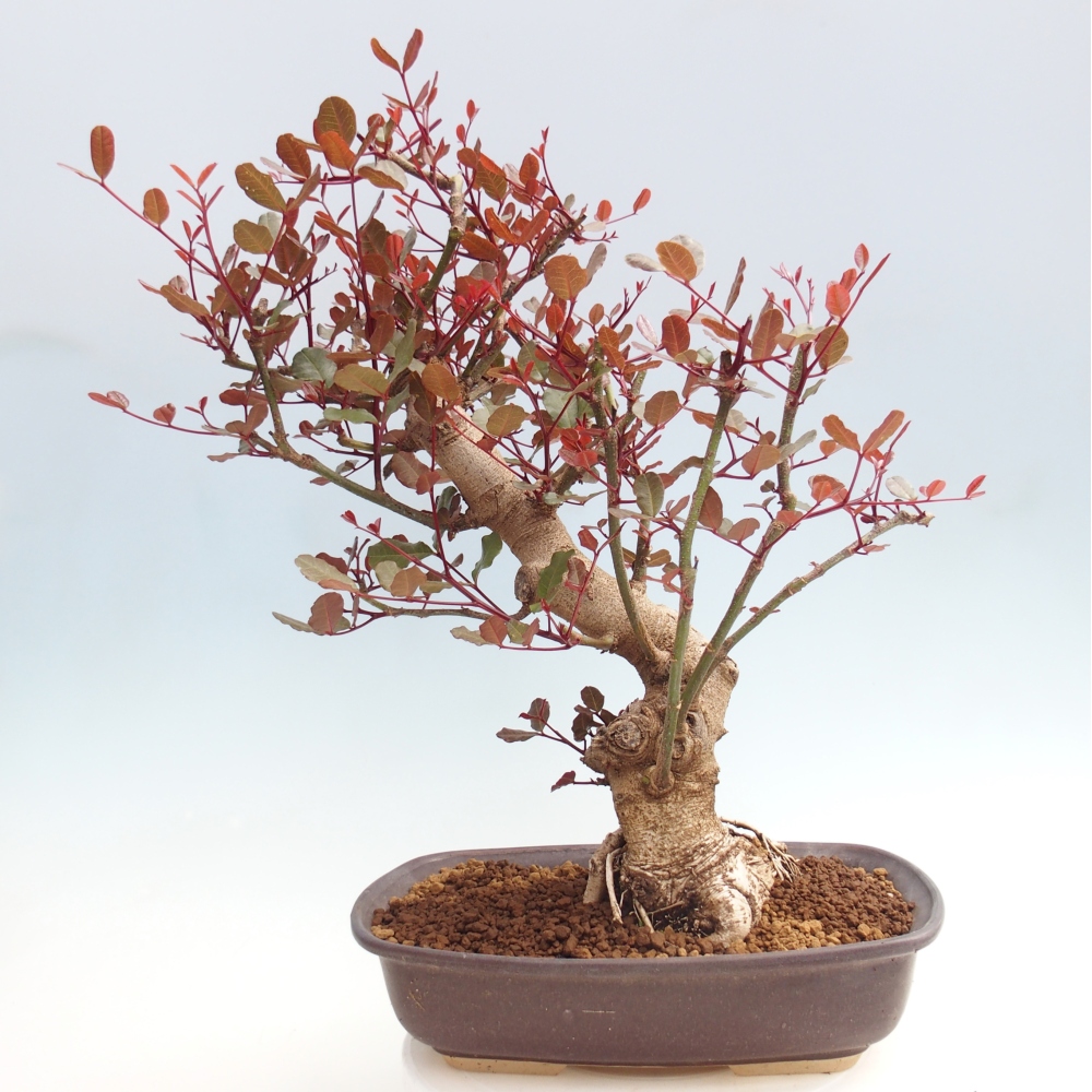 Room bonsai - Rohovnik obecny, svatojansky bread-Ceratonia sp.