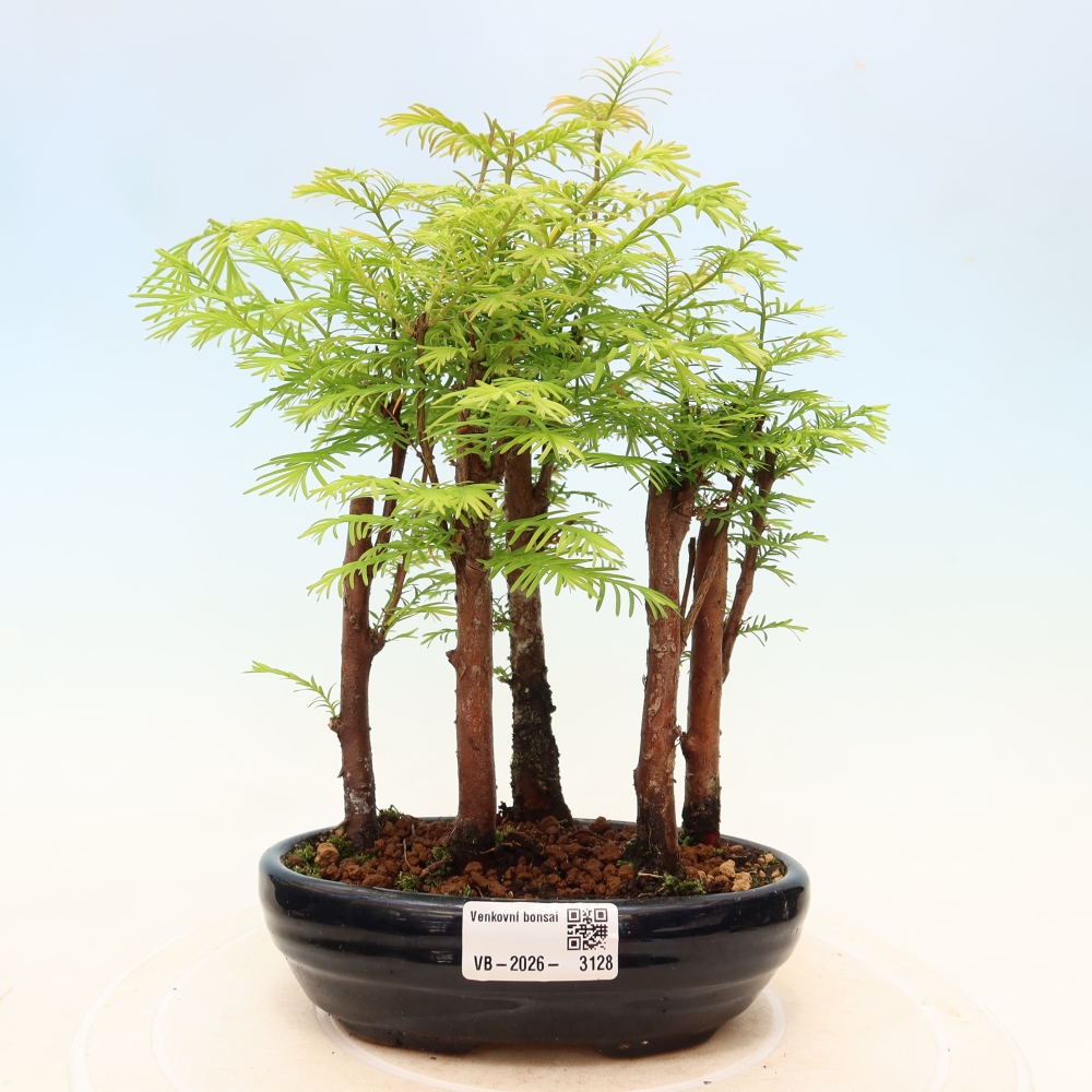 Outdoor Bonsai - Metasequoia glyptostroboides - Chinese Metasequoia - Grove