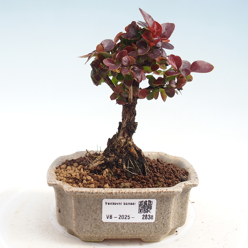 Outdoor bonsai - Berberis Thunbergii Bagatelle