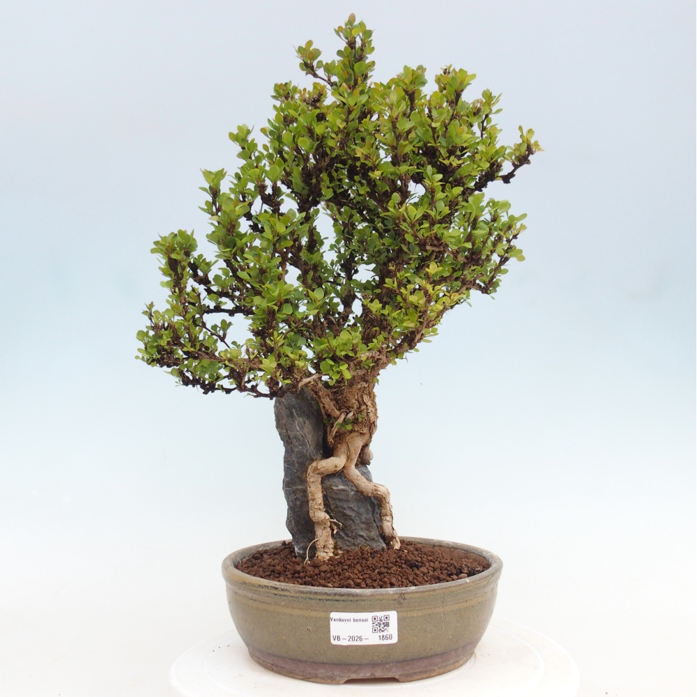 Outdoor bonsai - Berberis coreana
