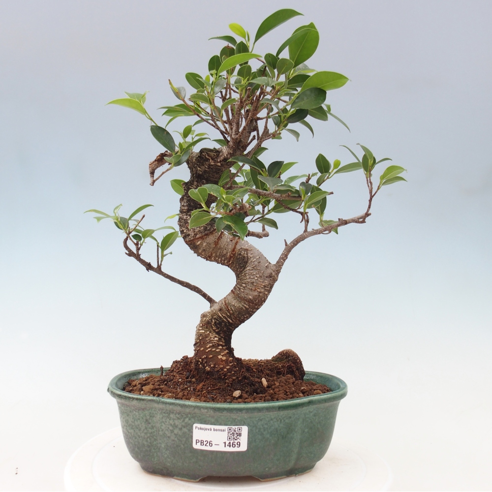 Room bonsai - Ficus retusa - small-leaved ficus
