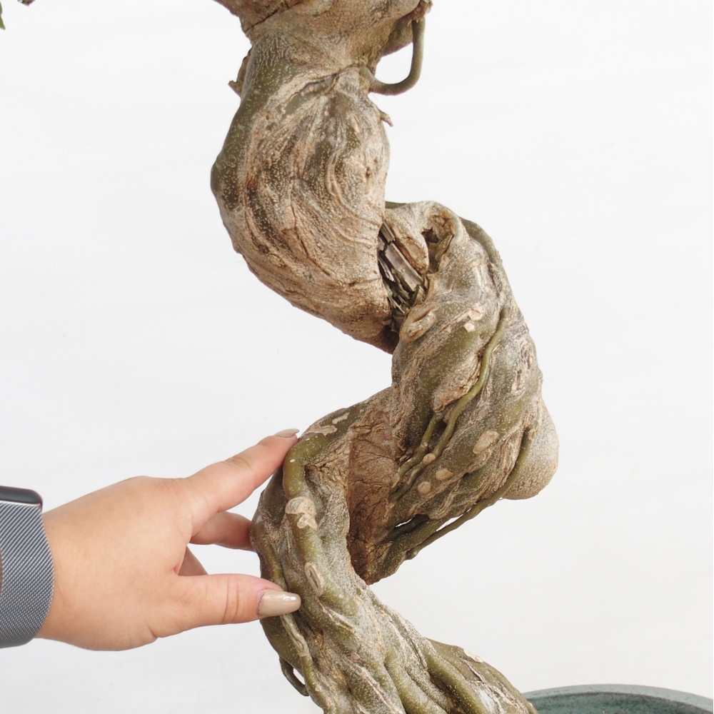 Outdoor bonsai - Maple Buergerianum - Burger Maple