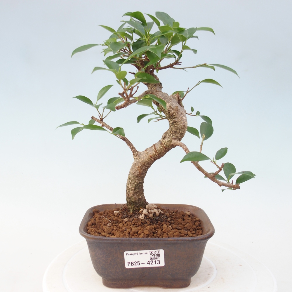 Room bonsai - Ficus retusa - small-leaved ficus