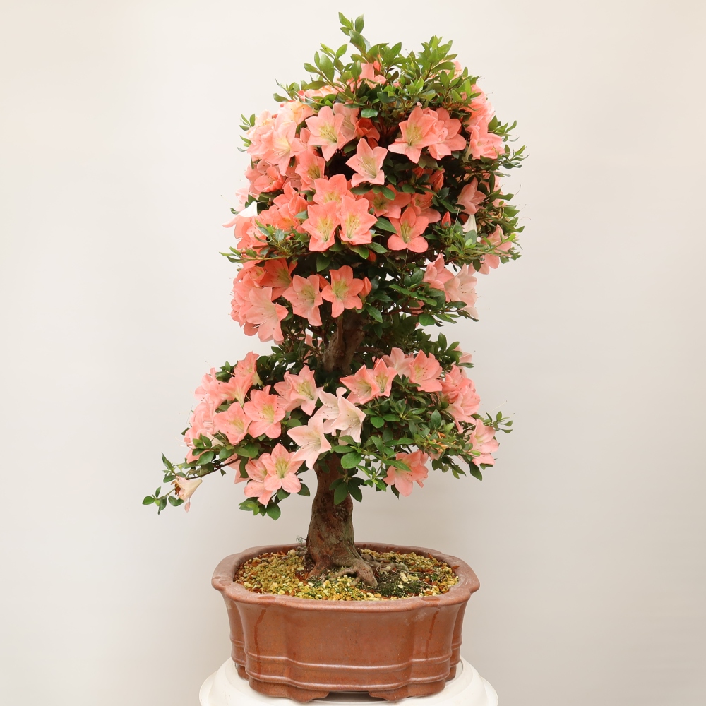 Outdoor bonsai - Japanese Azalea - Azalea Sansai
