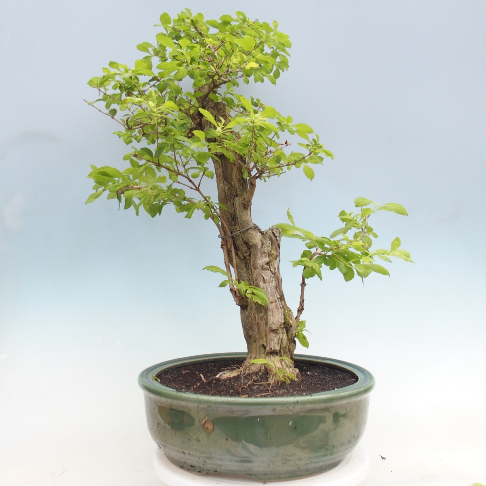 Room bonsai - Duranta erecta Aurea - PERSONAL COLLECTION ONLY or pallet transport